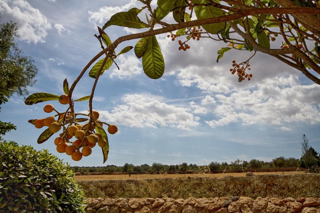 קמפוס Finca Agroturismo Can Carro מראה חיצוני תמונה